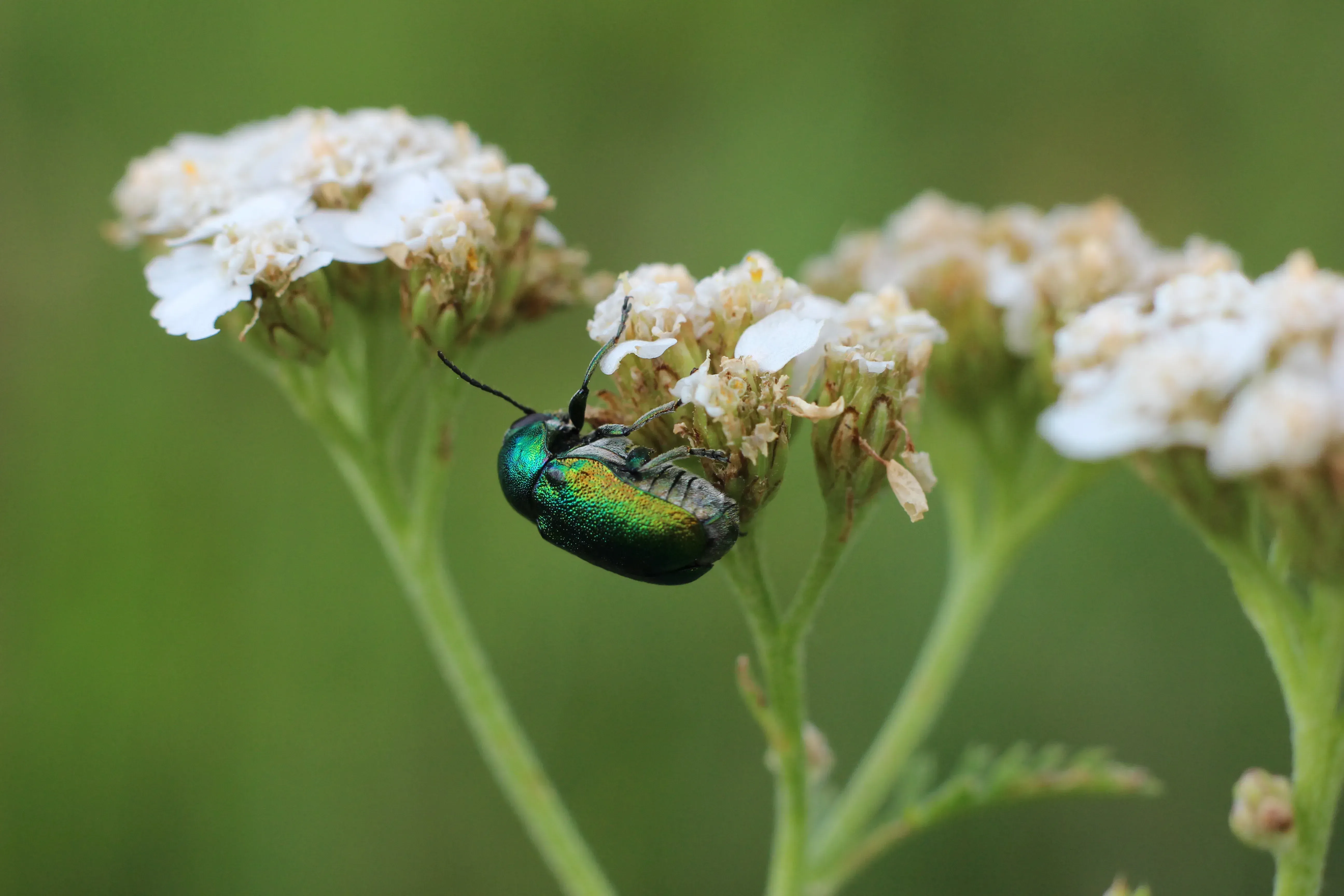 Biodiversitaet Monitoring